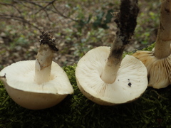 Chamaemyces fracidus