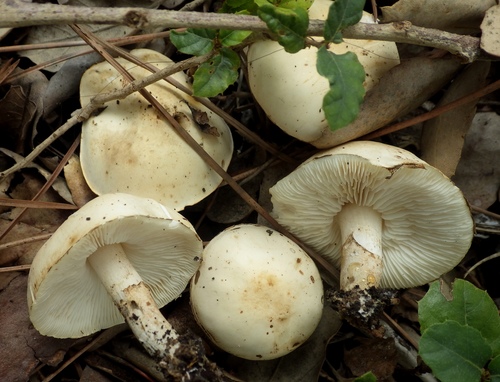 Representative image of Chamaemyces fracidus