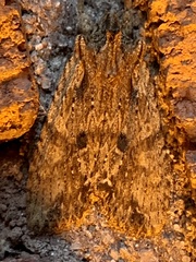 Lithophane patefacta