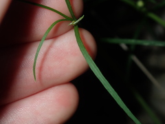 Vittadinia triloba