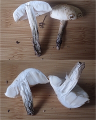 Chamaemyces fracidus