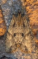 Lithophane patefacta