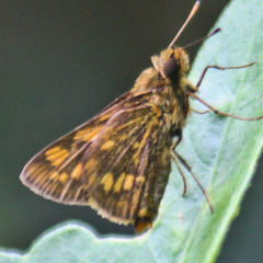 Potanthus lydia