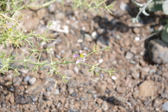 Zygophyllum indicum