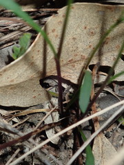 Vittadinia triloba