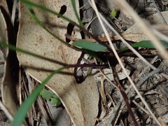 Vittadinia triloba