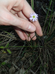 Vittadinia triloba