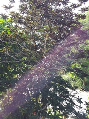 Clerodendrum quadriloculare