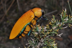 Julodimorpha saundersii