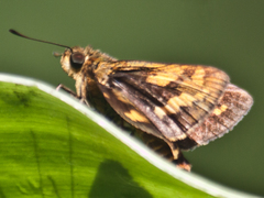 Potanthus lydia