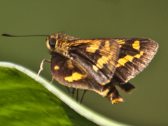 Potanthus lydia