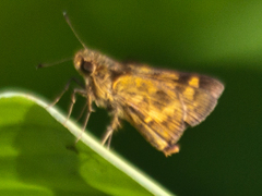 Potanthus lydia