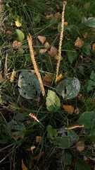 Podosphaera plantaginis