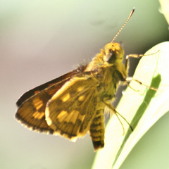 Potanthus lydia