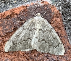 Nepytia pellucidaria