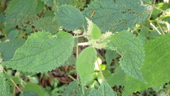 Boehmeria clidemioides