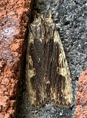 Lithophane hemina