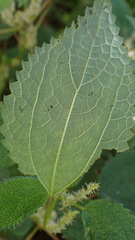 Boehmeria clidemioides