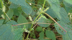 Boehmeria clidemioides