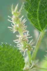 Boehmeria clidemioides