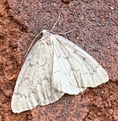 Nepytia pellucidaria