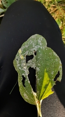 Podosphaera plantaginis