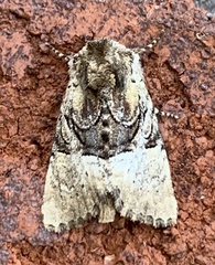 Meropleon diversicolor