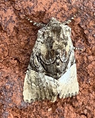 Meropleon diversicolor