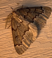 Nepytia pellucidaria