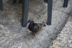 Columba livia domestica