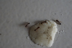Tetramorium