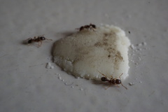 Tetramorium