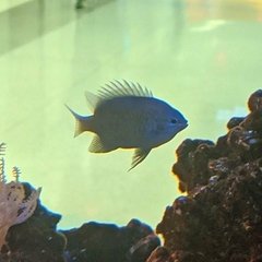 Chrysiptera springeri