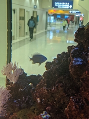 Chrysiptera springeri