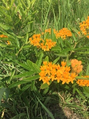 Asclepias tuberosa