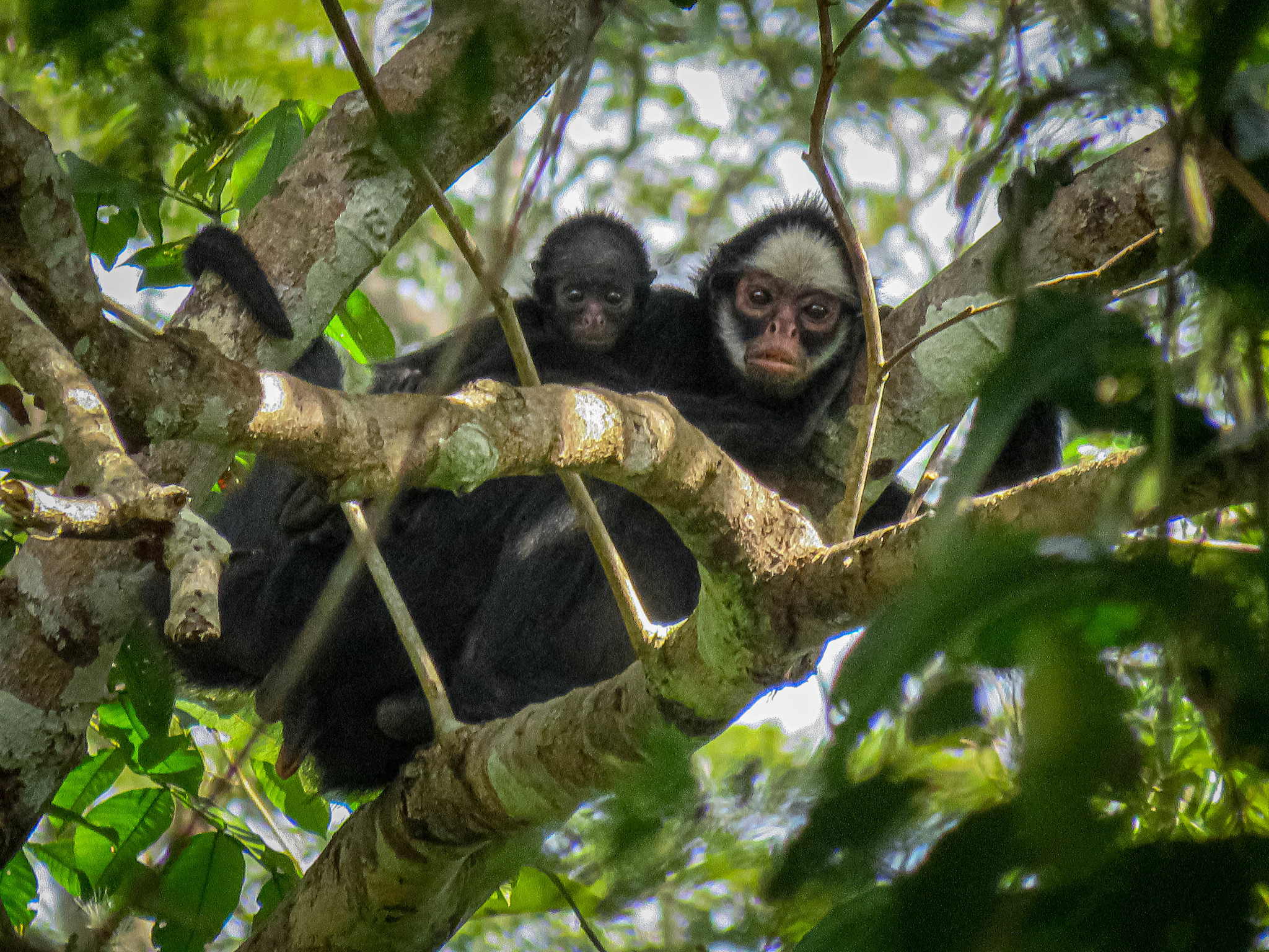 MACACO ARANHA DE TESTA BRANCA (WHITE-CHEEKED SPIDER MONKEY-ING