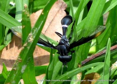 Mimocalla gigantea