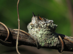 Anthracothorax viridigula