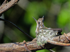 Anthracothorax viridigula