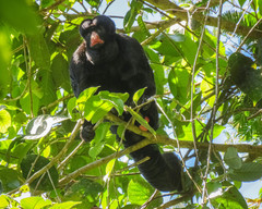 Chiropotes albinasus