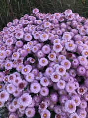 Helichrysum arenicola