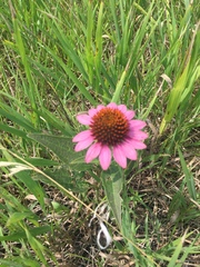 Echinacea purpurea