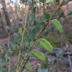 Bossiaea rhombifolia