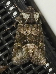 Lacinipolia olivacea
