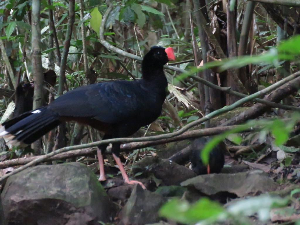 Razor-Billed Curassow
