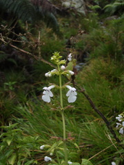Phyllostegia electra