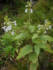 Phyllostegia electra