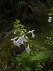 Phyllostegia electra