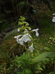 Phyllostegia electra