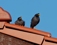 Acridotheres javanicus